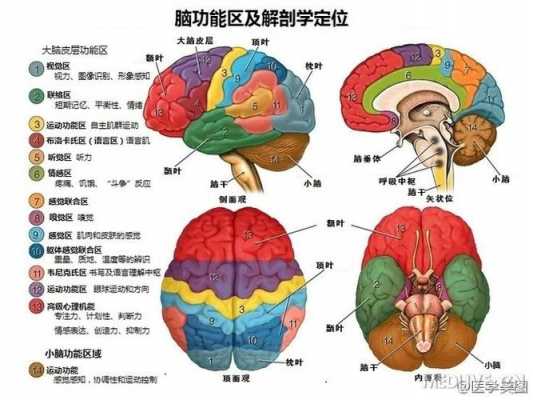  大脑皮层有什么功能「大脑皮层的主要作用」