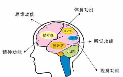  大脑皮层有什么功能「大脑皮层的主要作用」