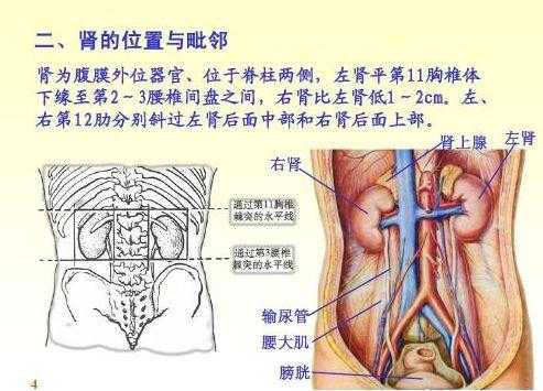 肾在什么地方,肾在什么地方图片 