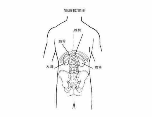 肾在什么地方,肾在什么地方图片 