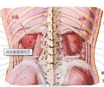 肾在什么地方,肾在什么地方图片 