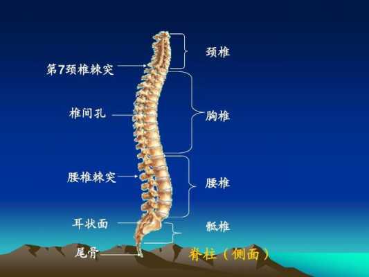 棘突是什么意思,颈椎棘突是什么意思 