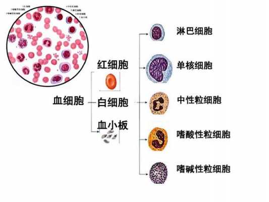 嗜酸性粒细胞是什么 粒细胞是什么