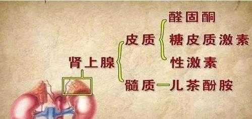 肾上腺什么意思?-肾上腺什么意思