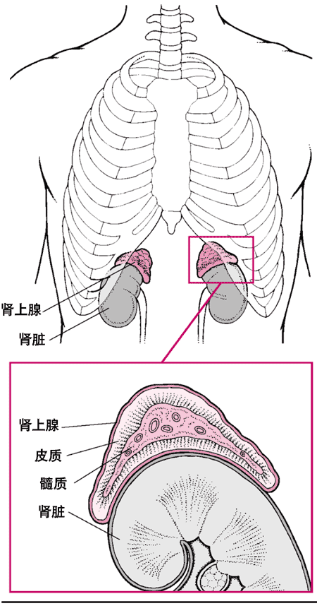 肾上腺什么意思?-肾上腺什么意思