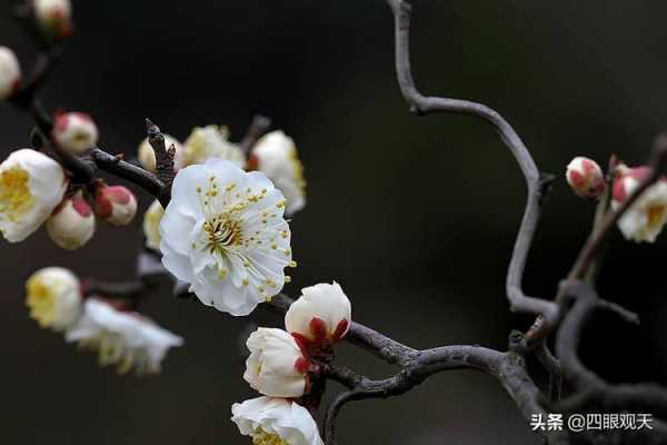  梅花是什么颜色「梅花是什么季节开」