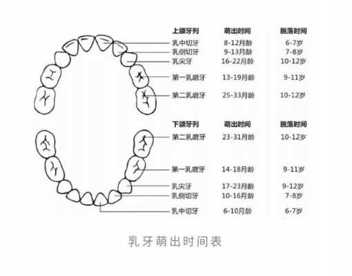 乳牙什么时候掉