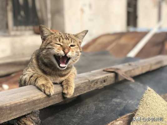 什么猫不抓老鼠,什么猫不抓老鼠又好养 