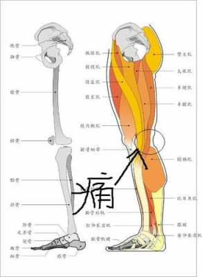 右腿疼痛什么原因_右腿疼是怎么了