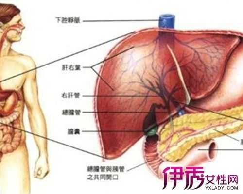 肝在什么地方,肝在什么地方,肝区疼痛在什么地方疼? 