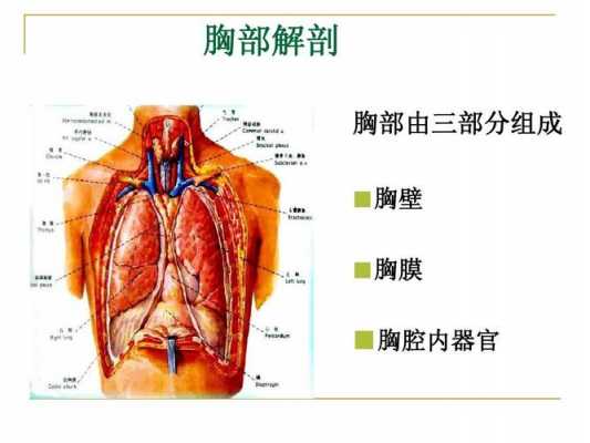 胸腔在什么位置,胸腔在什么位置图片搜索 