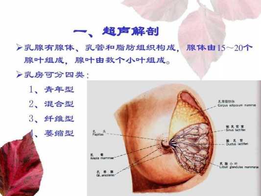 乳腺甲状腺什么意思-腺什么意思