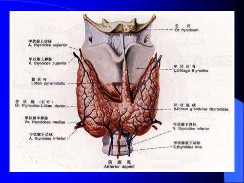 乳腺甲状腺什么意思-腺什么意思