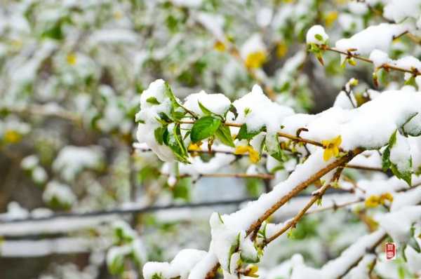  什么飞雪「什么飞雪」