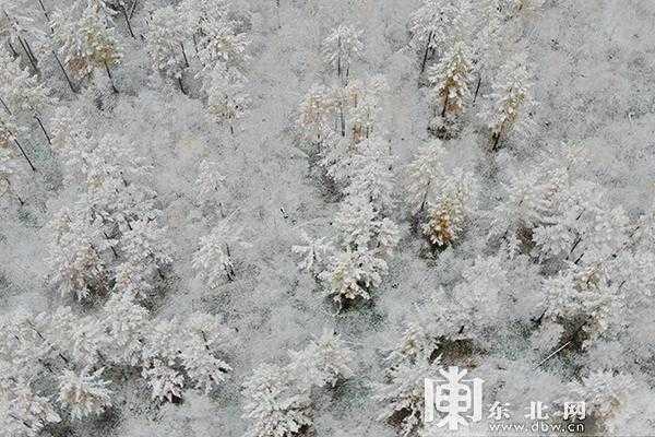  什么飞雪「什么飞雪」