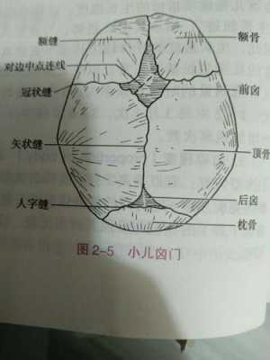  婴儿头骨什么时候闭合「正常的囟门图片」