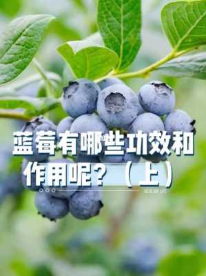 蓝莓有什么功效与作用,蓝莓有什么功效与作用呢 