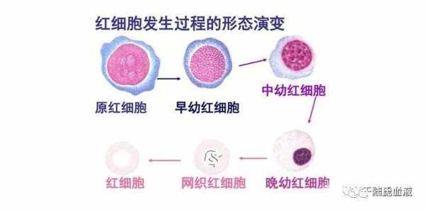 红细胞比积是怎么回事? 红细胞比积是什么意思