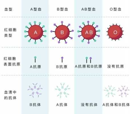 溶血病是什么_溶血病是什么血型的问题