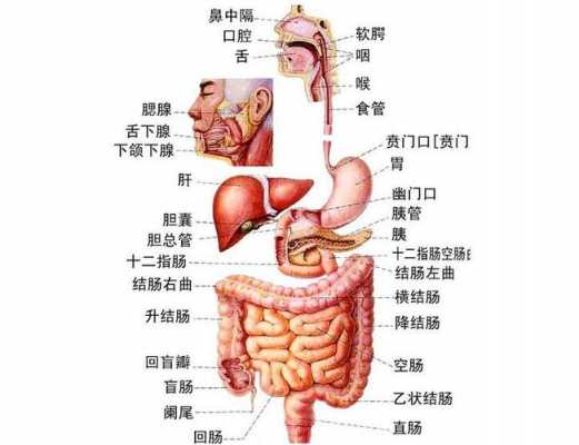  女性左侧肋骨疼痛是什么原因「女人左侧肋骨疼」