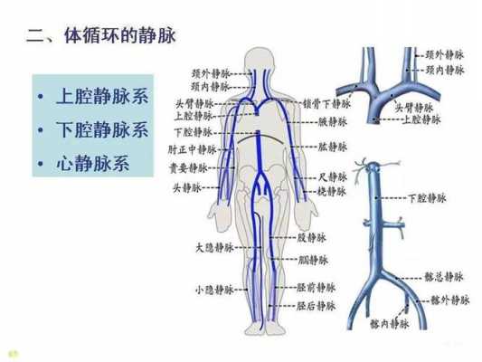 什么叫静脉