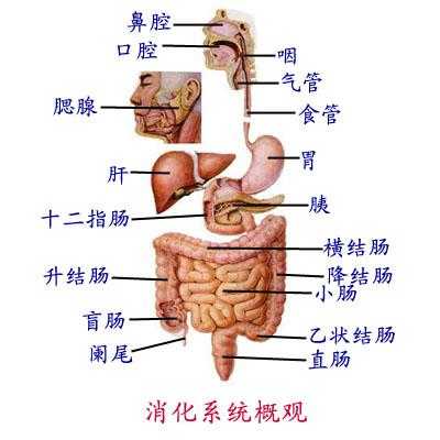 胰在什么位置_胰的位置与形态