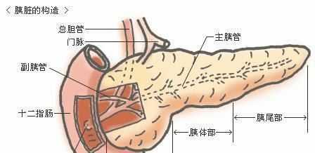 胰腺最怕什么东西 胰腺最怕什么