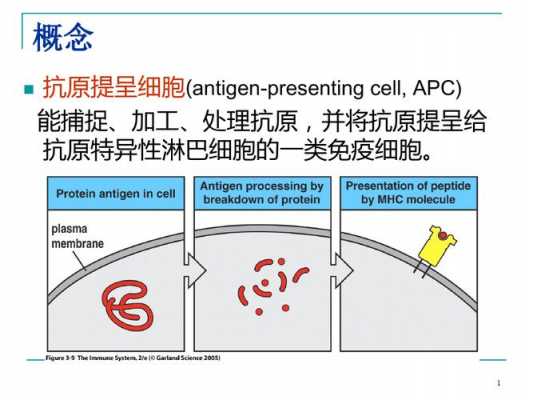 什么叫抗原提呈 什么叫抗原