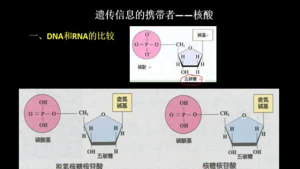 遗传信息的载体是rna吗-什么是遗传信息的载体