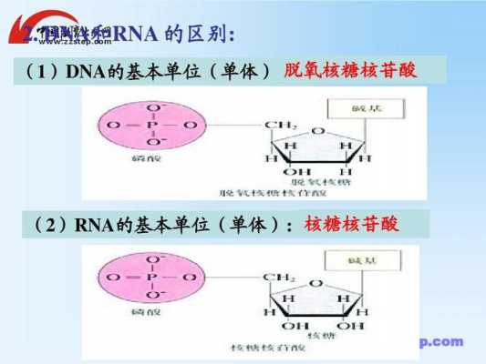 遗传信息的载体是rna吗-什么是遗传信息的载体