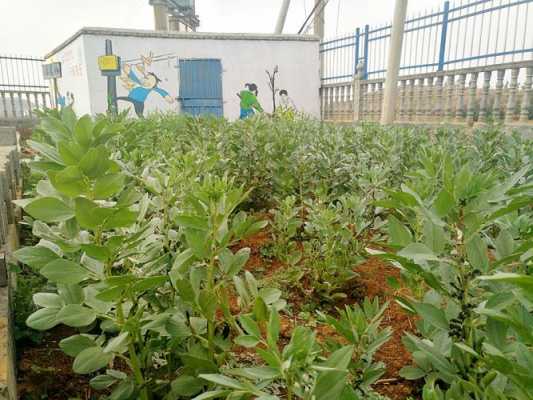 蚕豆什么时候种植最合适-蚕豆什么时候种植