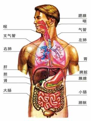  人体器官有什么「人体器官有什么无什么」