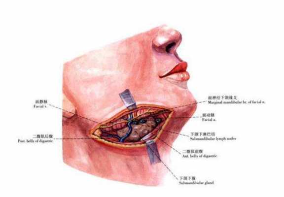 颌下腺挂什么科