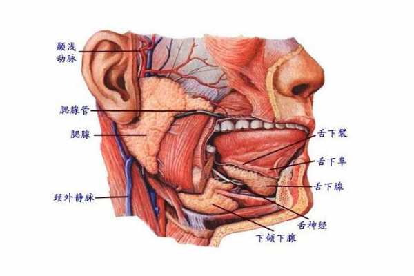 颌下腺挂什么科