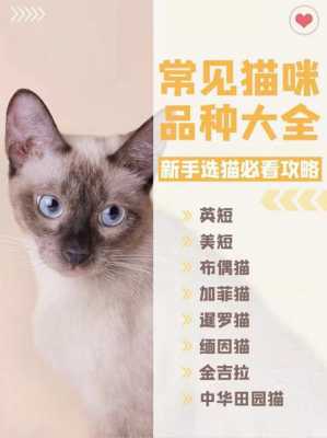 猫有什么_猫有什么品种