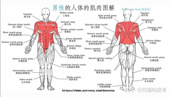  躯干包括什么「躯干包括什么和什么」