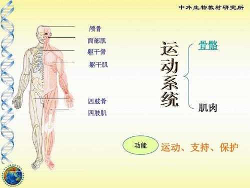  躯干包括什么「躯干包括什么和什么」