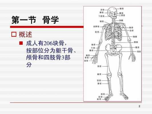  躯干包括什么「躯干包括什么和什么」