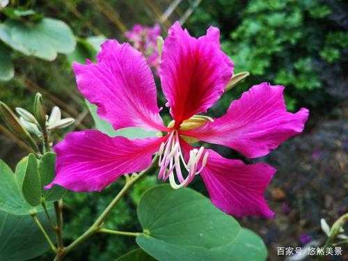 紫荆花什么时候开花 紫荆花什么时候开