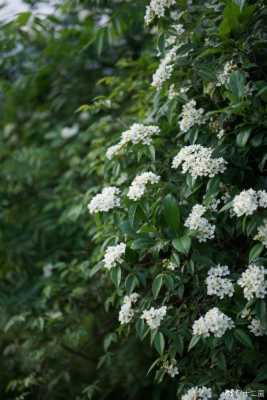 山木香什么时候栽最好（山木香夏季好栽吗）