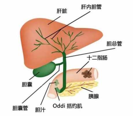 胆汁作用是什么? 胆汁作用是什么