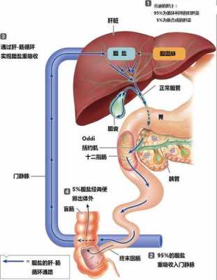 胆汁作用是什么? 胆汁作用是什么