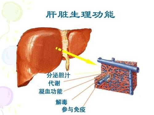 胆汁作用是什么? 胆汁作用是什么