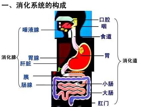 消化腺有什么线-消化腺有什么