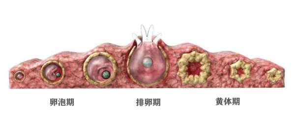 黄体破裂是什么病症