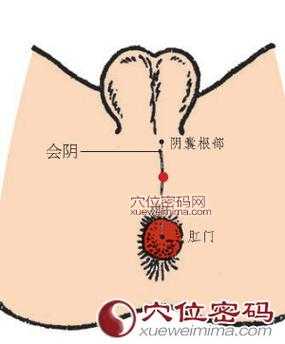 会阴穴在什么地方_人体经络准确位置图高清