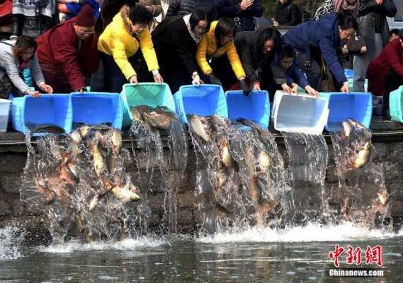 放生什么意思,梦见抓鱼放生什么意思 