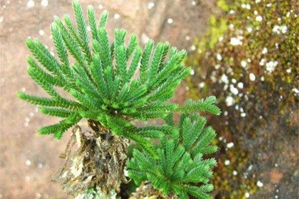 满江红是什么植物-卷柏是什么植物