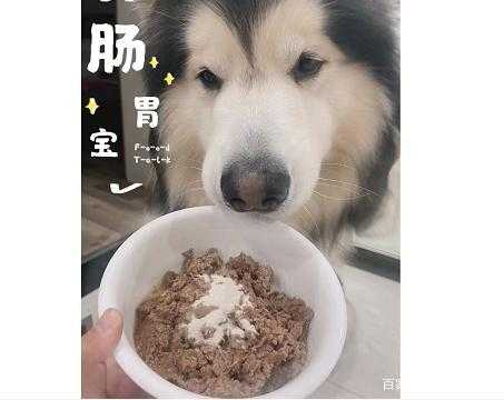 小狗吐了吃什么食物对胃好-什么食物对胃好