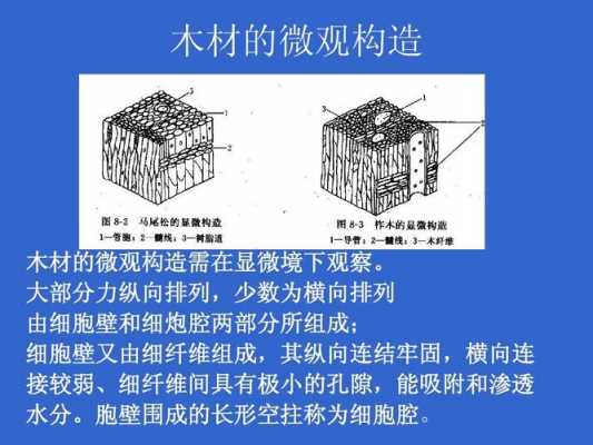 细胞腔定义